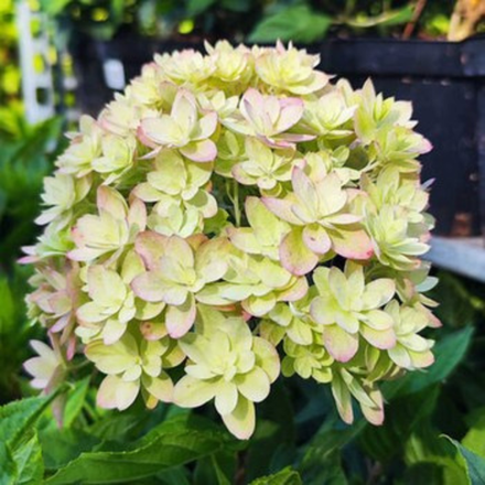 Гортензия метельчатая "Little Love"