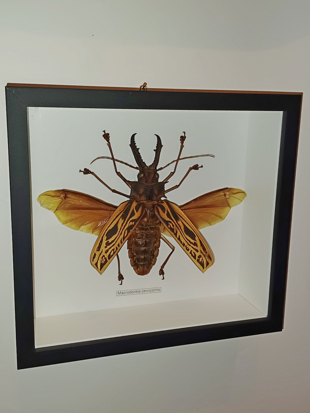 Жук Macrodontia cervicornis в рамке