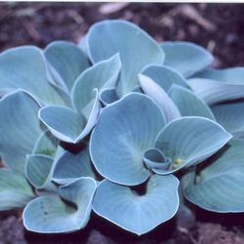 Хоста Блю Маус Иарс (Blue Mouse Ears)