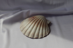 Раковина Пектен Албикан (Pecten albicans) двустворчатая (склеена), 9-12см, 1шт