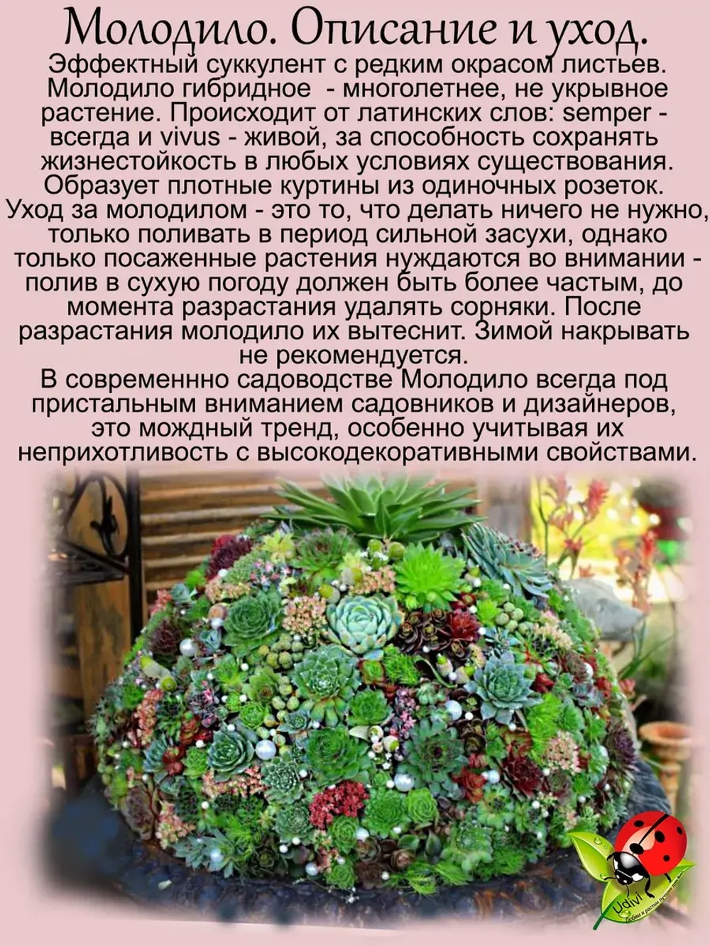 Молодило Киллер двухцветное