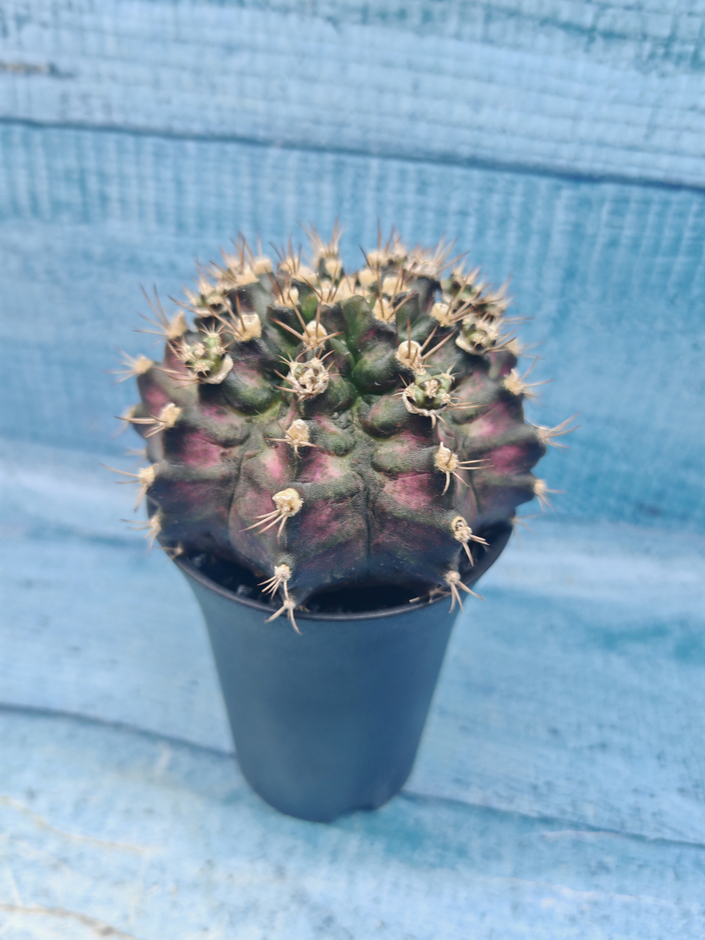 Gymnocalycium T-Rex Pink hybrid (Гимнокалициум T-rex)