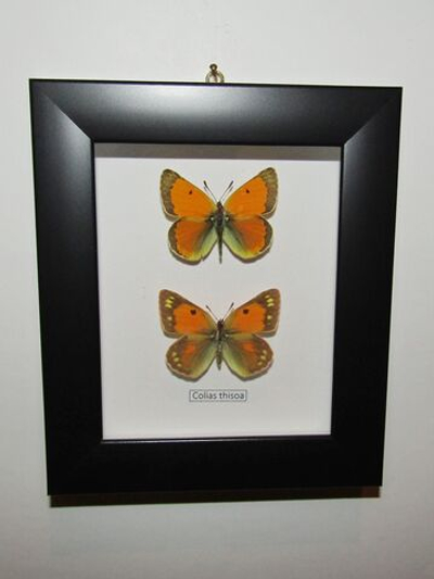 Желтушка Colias thisoa пара рамке