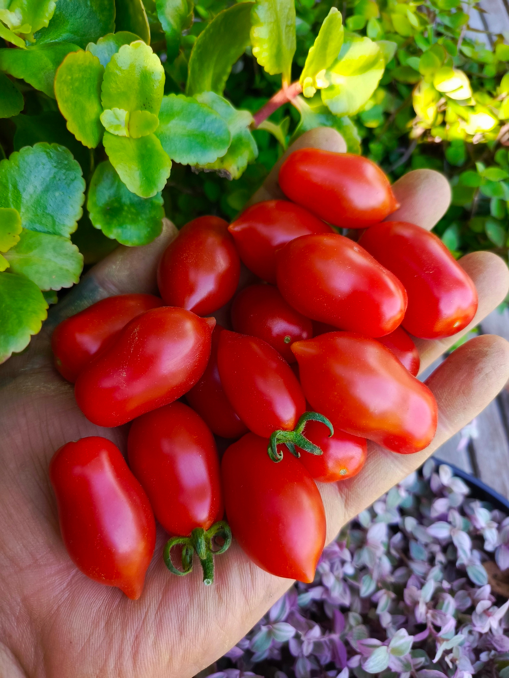 Даттерини красный (Datterini red) сорт томата