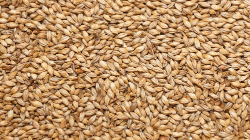 Солод ячменный пивоваренный "Whisky Chateau Light malt" (Виски Лайт), Castle Malting (Бельгия)