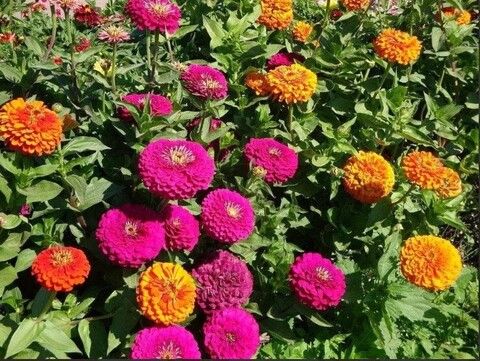 Цинния Гиганты Бенари Микс