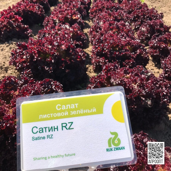 Сатин семена салата лолло росса (Rijk Zwaan / Райк Цваан) в поле – фото 6