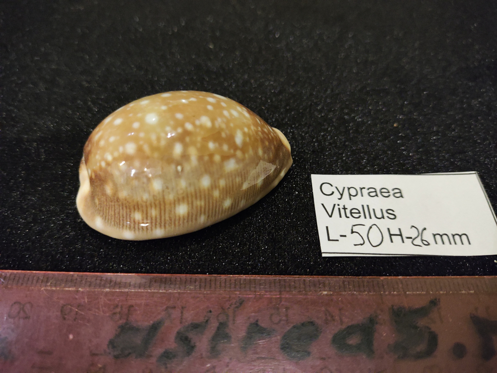 Ципрея Вителлус 45-60мм