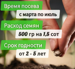 Фацелия сидерат семена, 3 кг медонос