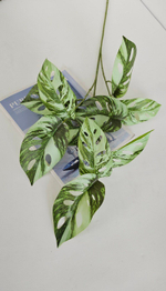 Монстера Адансона вариегатная / Арт 4204