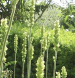 Гейхера цилиндрическая"Greenfinch". Heuchera cylindrica "Greenfinch".