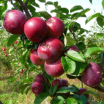 Яблоня Спартан