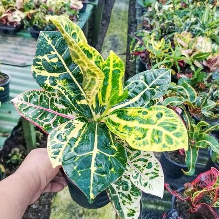 Кротон TAO RATTANA CHAI