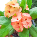 Эуфорбия Миля 3 DIAMOND