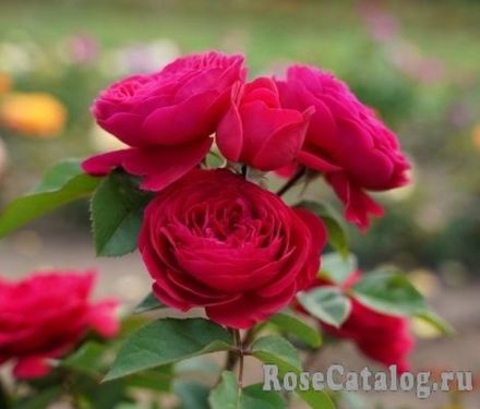 Андре Рье (Andre Rieu)