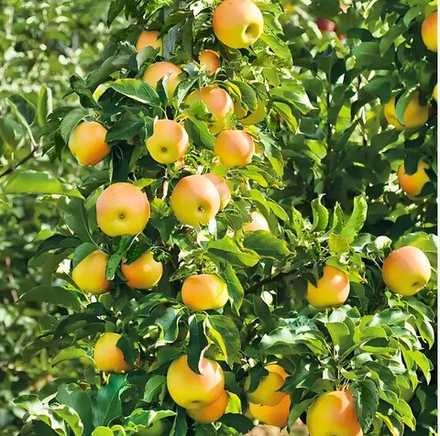 Яблоня колоновидная Янтарное ожерелье