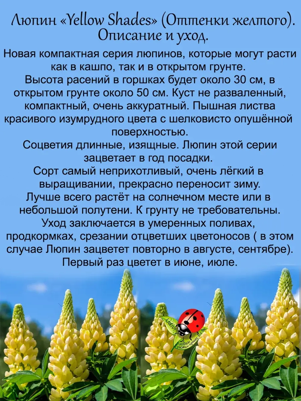 Люпин Оттенки жёлтого многолетний