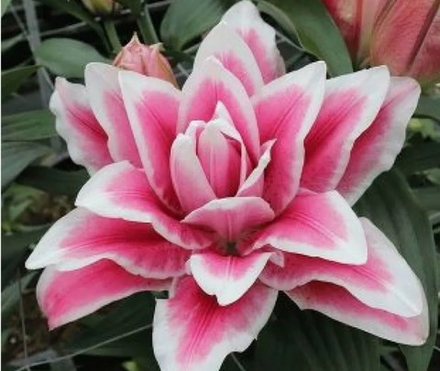 Лилия Розелили Олимпия луковица март 2026