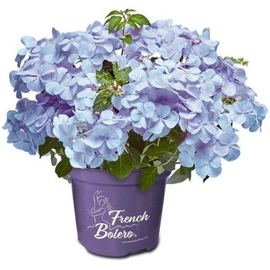 Гортензия гибридная French Bolero Evolution Blue 5 шт.