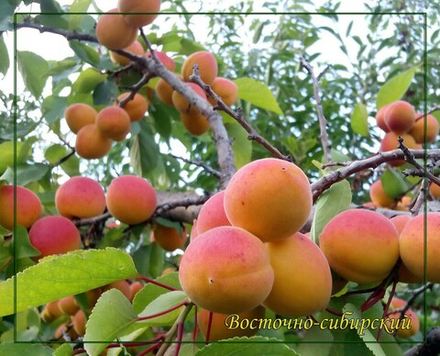 Абрикос Восточно-Сибирский..