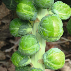 Диабло F1 семена капусты брюссельской (Bejo / Бейо)