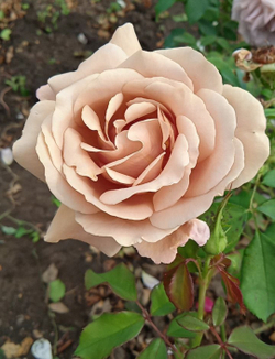 Роза Коко Локо (Koko Loko)