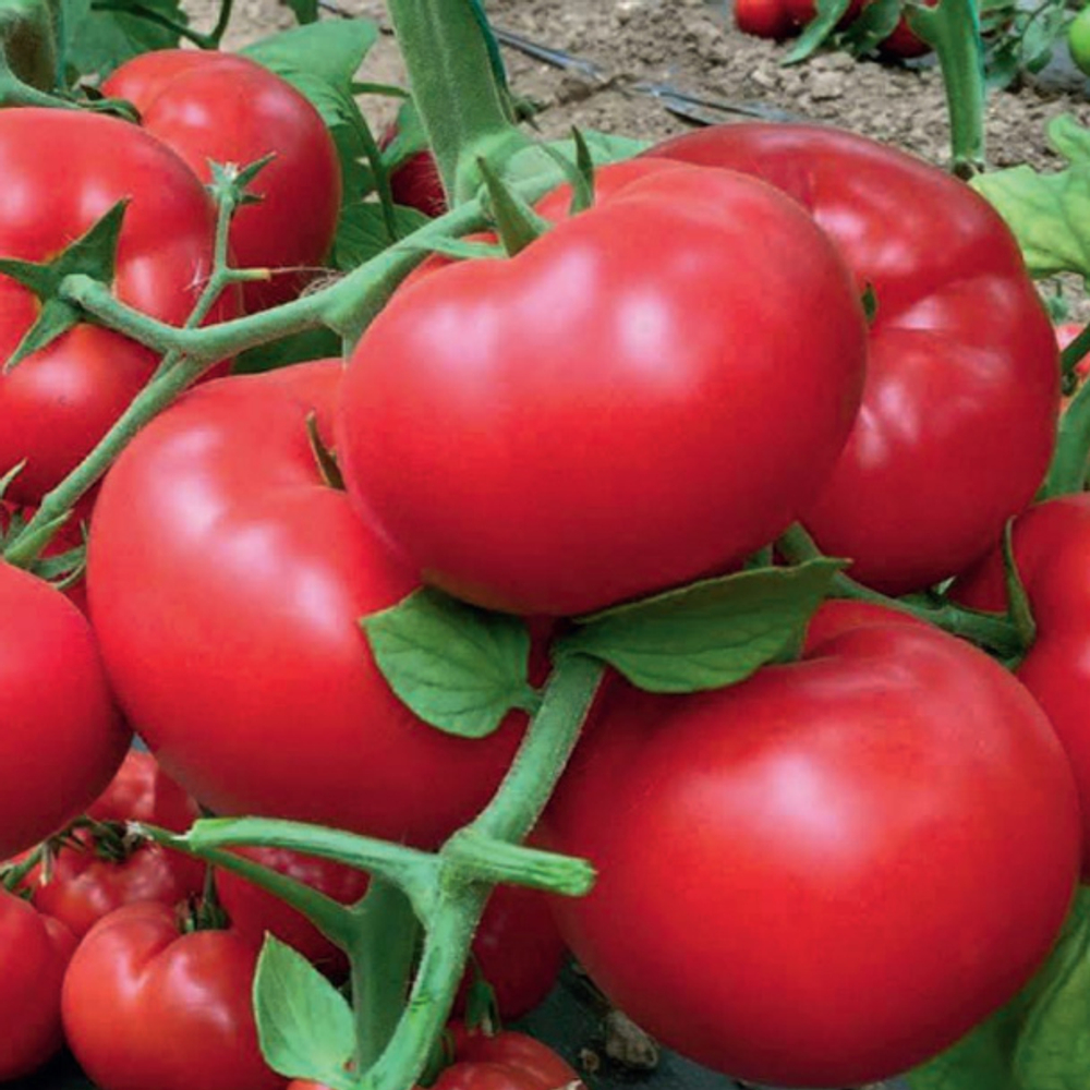 Матиссимо F1 семена томата индетерминантного (Seminis / Семинис)