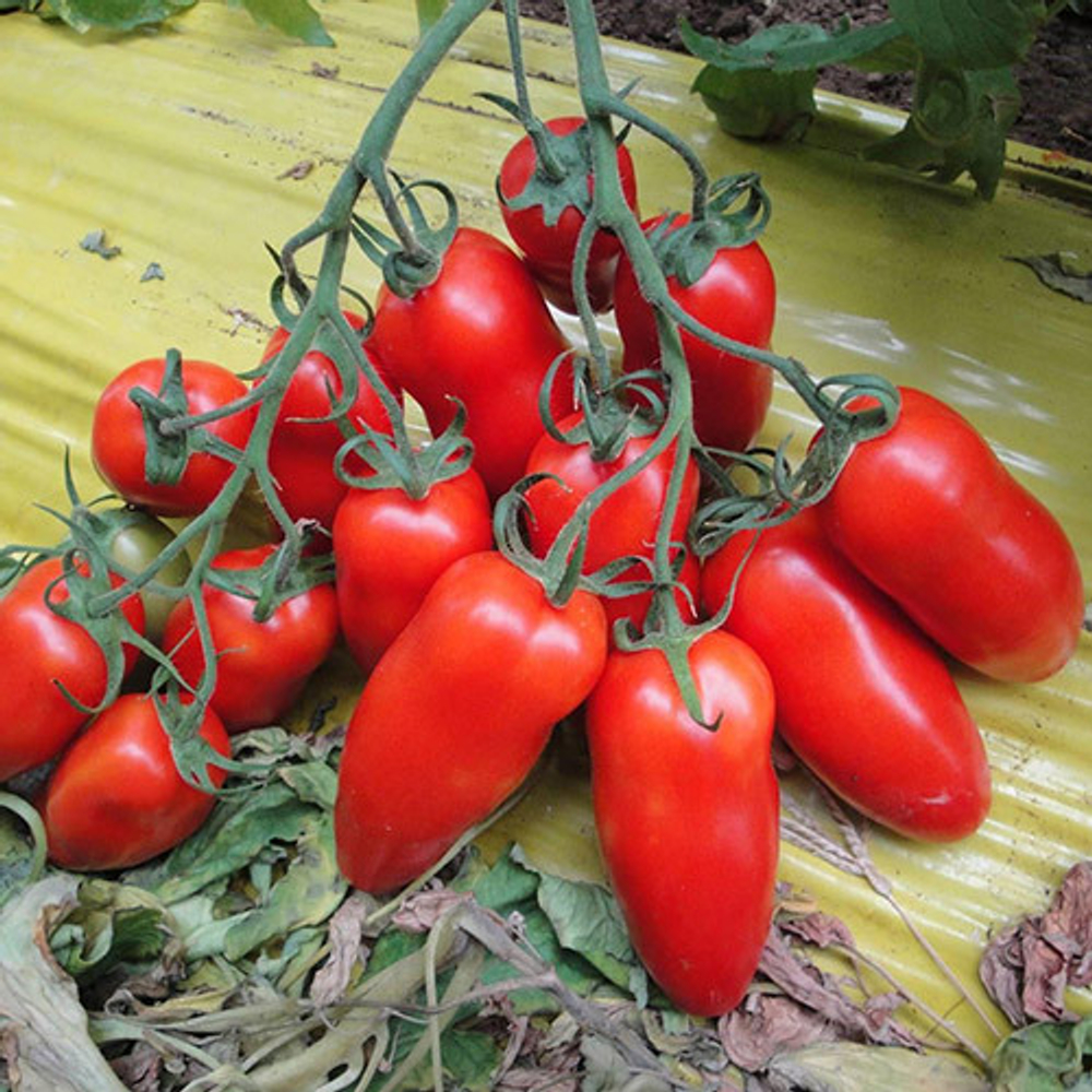 Семена томата Поззано F1, Enza Zaden, 3 шт.