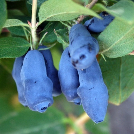 Жимолость среднеранняя Соловей