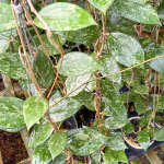 Хойя VERTICILLATA PACITAN