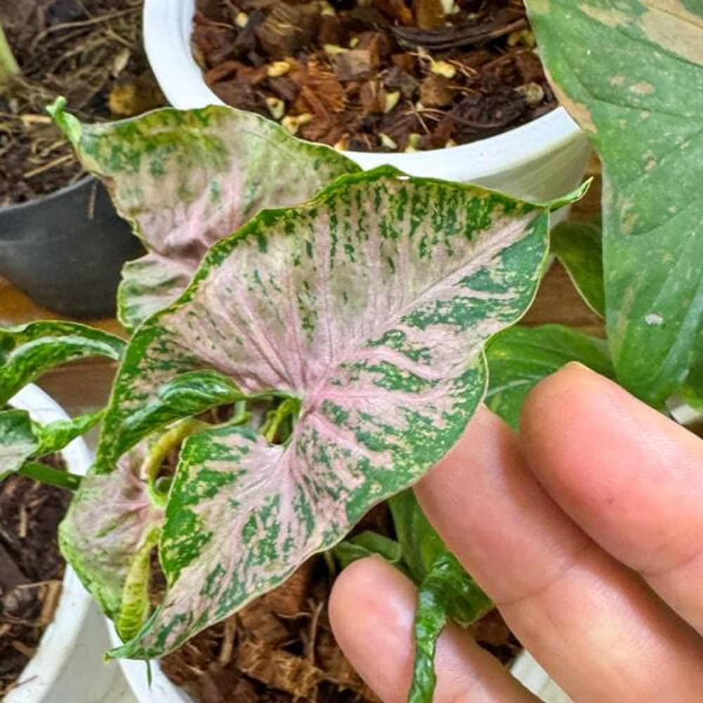 Сингониум PINK MOSAIC MARBLE