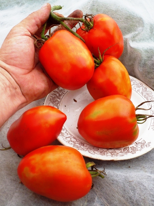 Помидоры Бочковой Засол