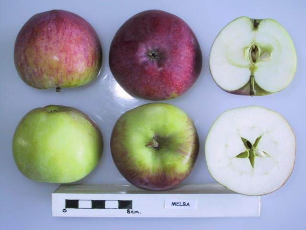 Яблоня Мелба/Мельба