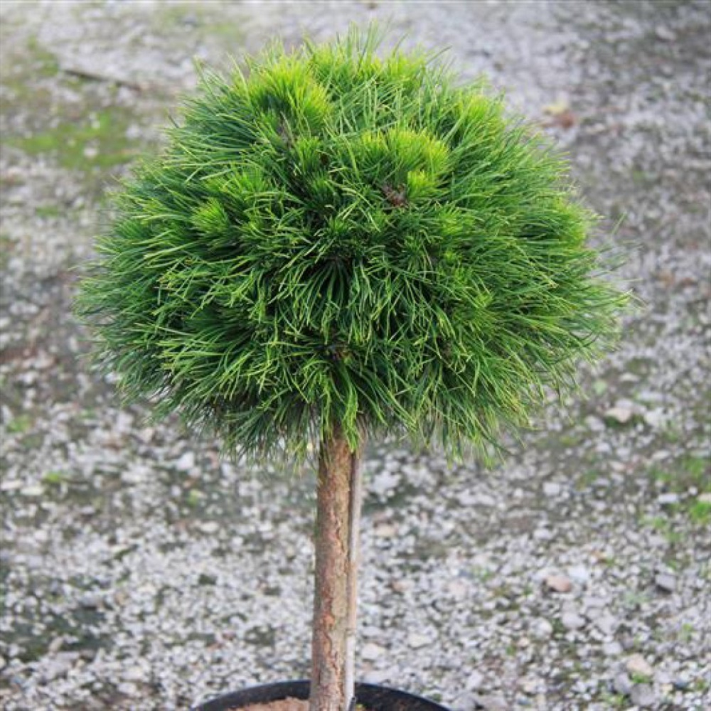 Сосна горная Варелла С4 Ра 40-70