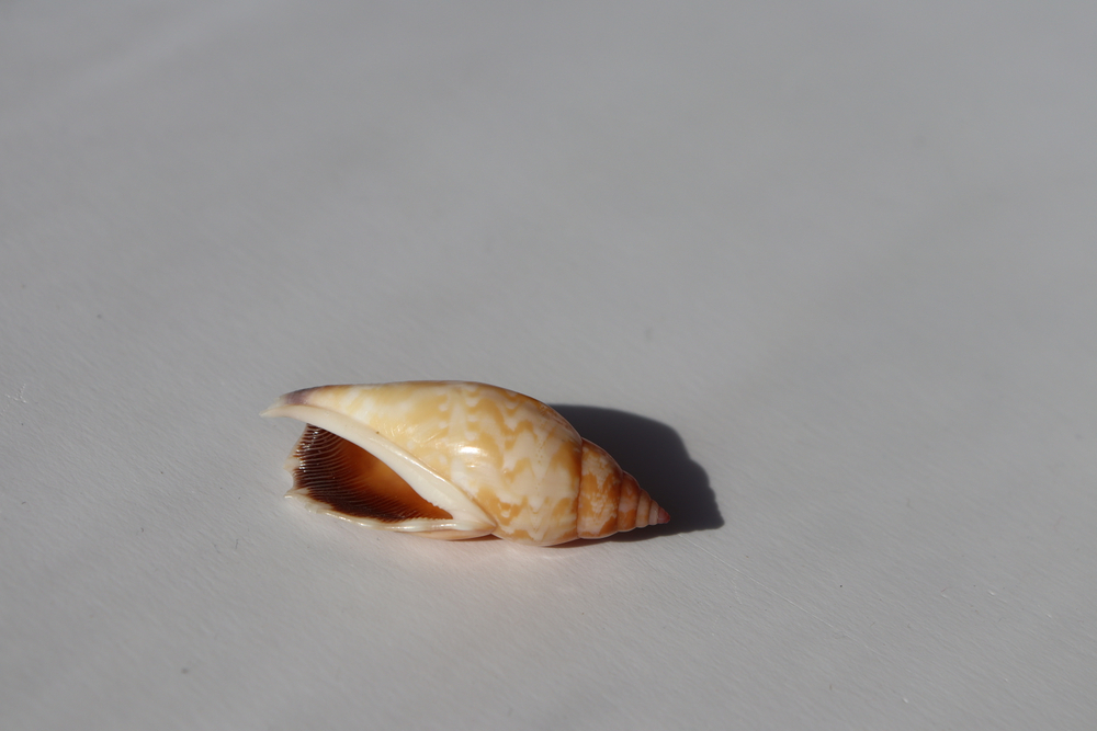 Раковина Стромбус дентатус (Tridentarius dentatus)