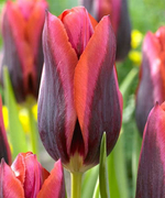 ТЮЛЬПАН ТРИУМФ  SLAVA 12/14, DARIT 5 ШТ/УП