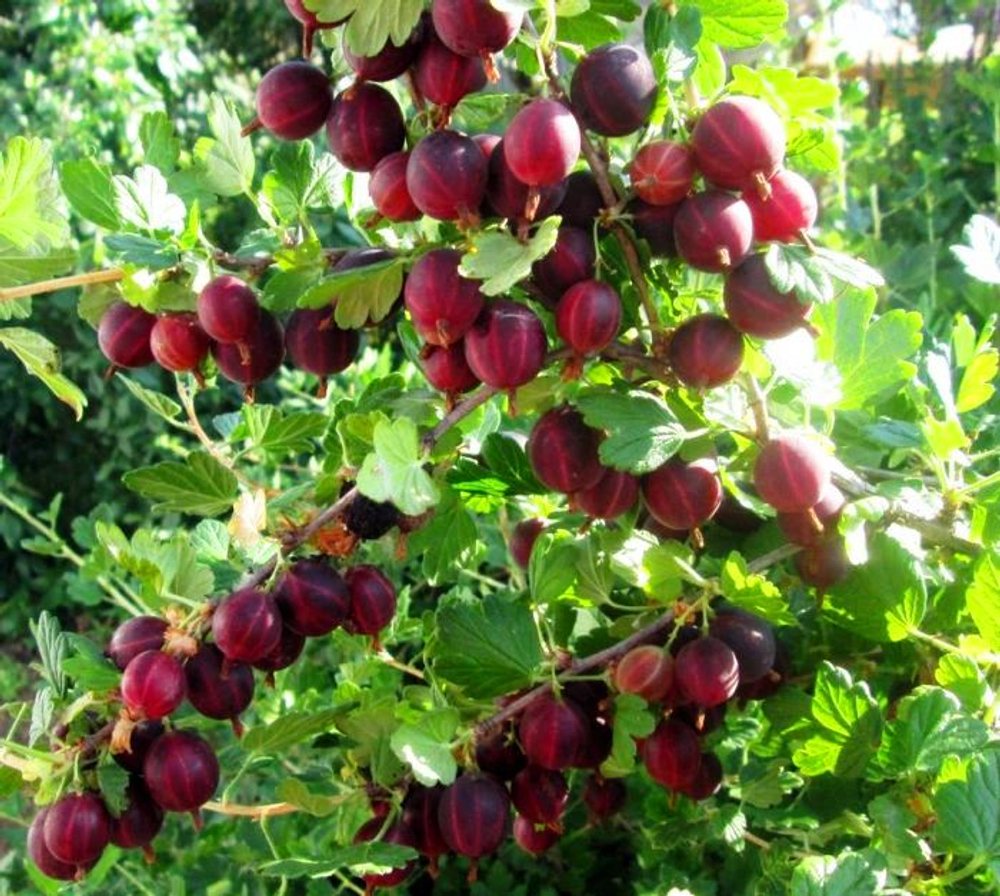 Крыжовник Машека