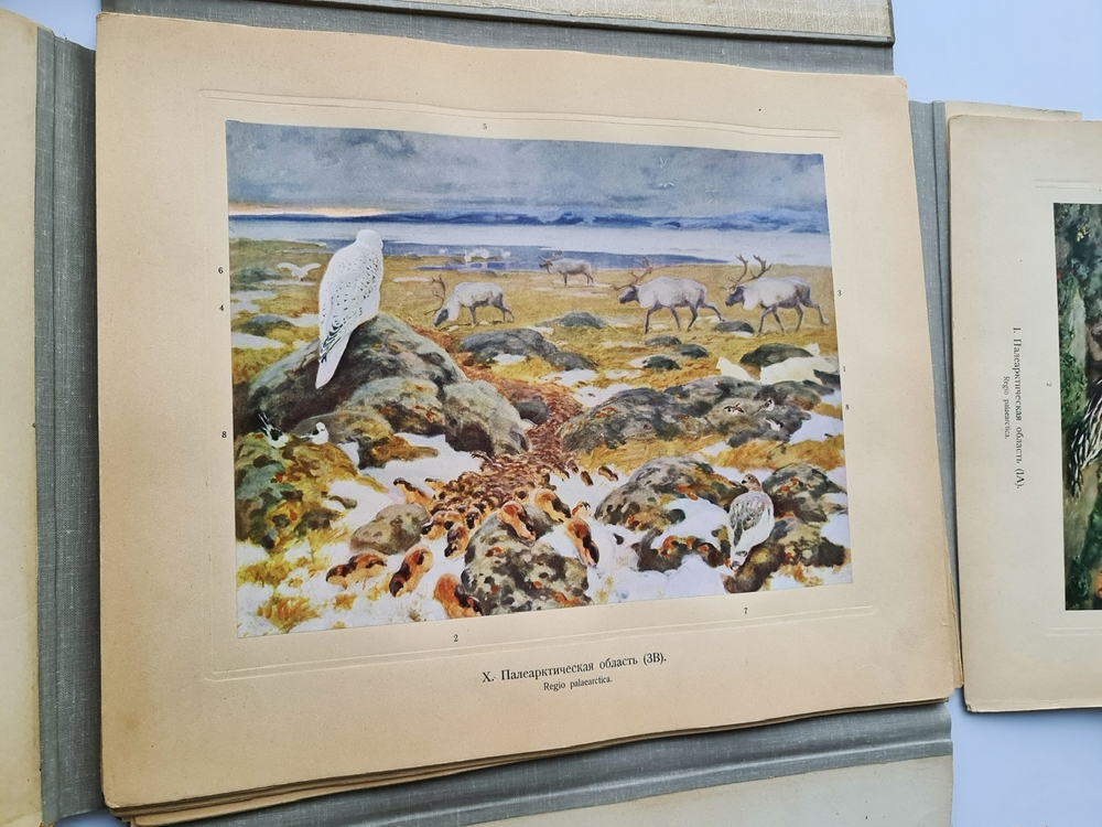 "Зоогеографический атлас". М.А. Мензбир. 1912 г. - редкая книга