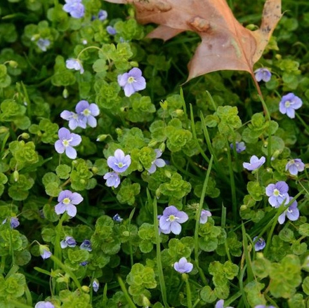 Вероника нитевидная. Veronica filiformis Sm.