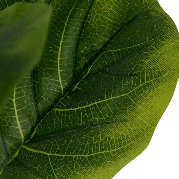 Фикус Лирата высота 180 см, 3 ствола