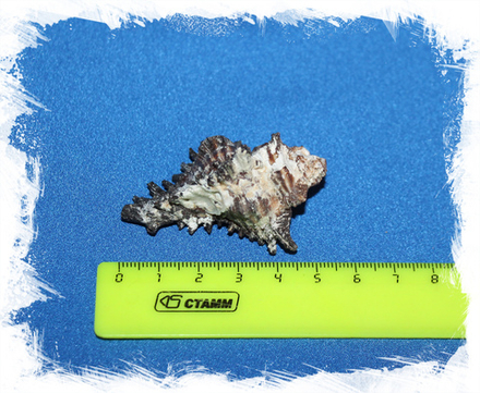 Чикореус Бруннеус, 3-6см, 1шт