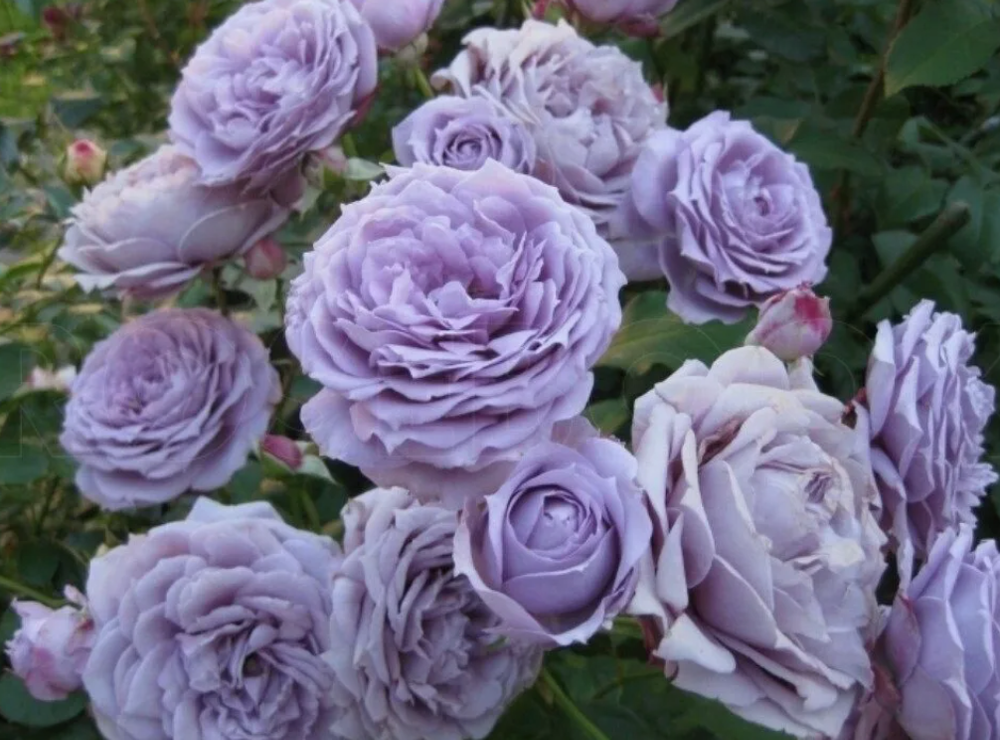 Роза чайно-гибридная Новалис ОКС конец апреля -май 2026