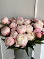 Пион в бело-розовом оттенке