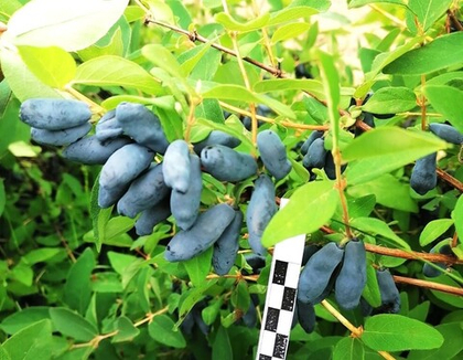 Жимолость Сибириада