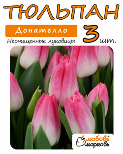Тюльпан Луковица, Донателло, 3+ шт