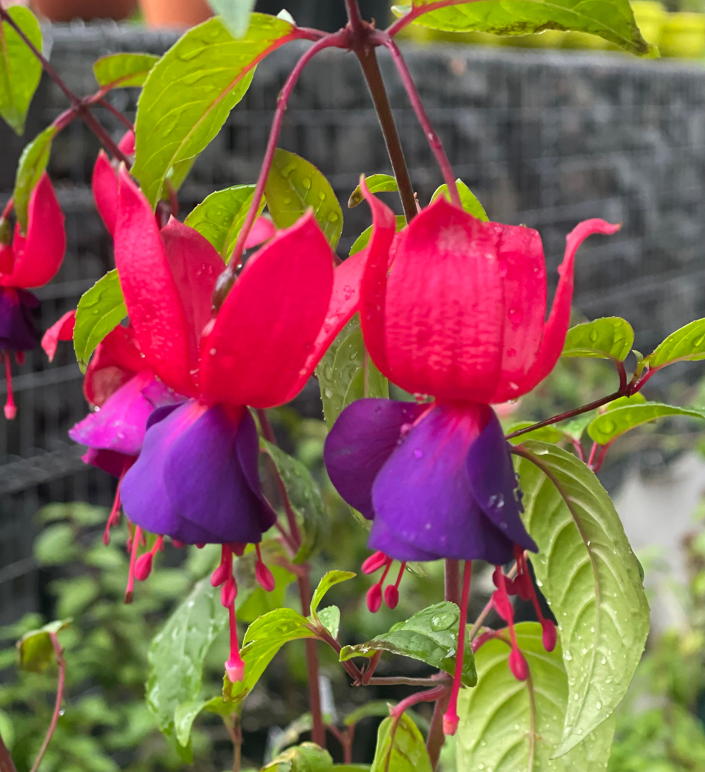 Фуксия Mission Bells