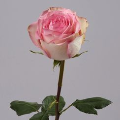 Роза сорта Esperance от плантации Tessa | Опт