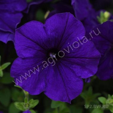 S5780 Петуния ампельная E3 Easy Wave Blue 5шт.