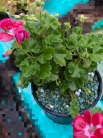 Керамзит цветной