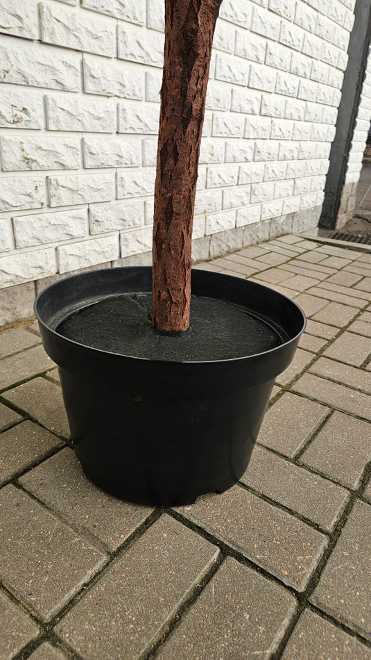 Искусственная Акация белая 240см в техническом кашпо